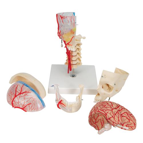BONElike Schädel Modell, transparent und didaktisch aufbereitet, 7-teilig - 3B Smart Anatomy, 1000064 [A283], Wirbelmodelle
