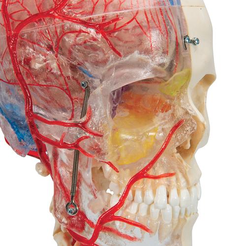 BONElike Schädel Modell, transparent und didaktisch aufbereitet, 7-teilig - 3B Smart Anatomy, 1000064 [A283], Wirbelsäulenmodelle