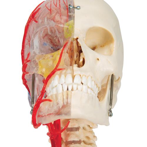 BONElike Schädel Modell, transparent und didaktisch aufbereitet, 7-teilig - 3B Smart Anatomy, 1000064 [A283], Wirbelsäulenmodelle