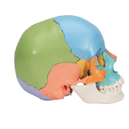 3B Scientific® Steckschädel Modell, didaktische Farben, in 22 Knochen zerlegbar - 3B Smart Anatomy, 1023540 [A291], Schädelmodelle