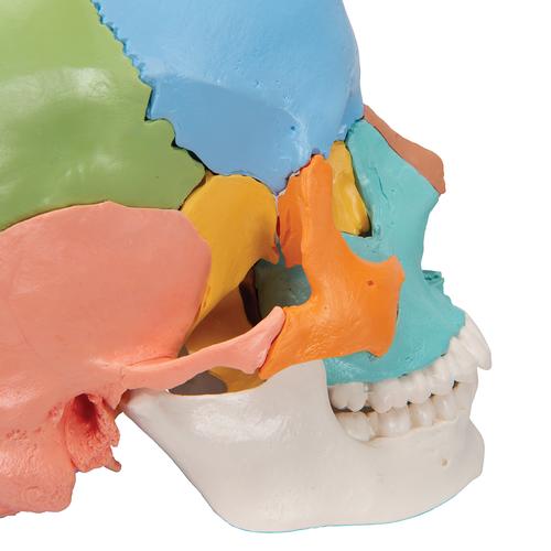 3B Scientific® Steckschädel Modell, didaktische Farben, in 22 Knochen zerlegbar - 3B Smart Anatomy, 1023540 [A291], Schädelmodelle