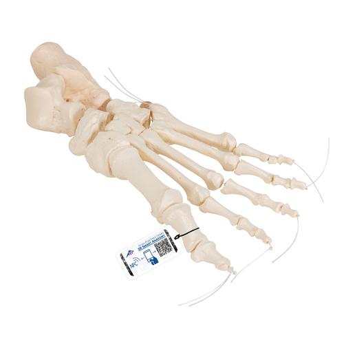 Fußskelett Model, lose auf Nylon gezogen - 3B Smart Anatomy, 1019356 [A30/2], Fuß- und Beinskelett Modelle