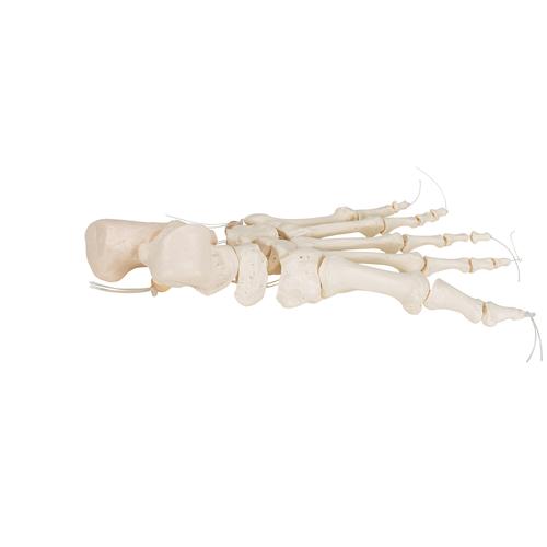 Fußskelett Model, lose auf Nylon gezogen - 3B Smart Anatomy, 1019356 [A30/2], Fuß- und Beinskelett Modelle