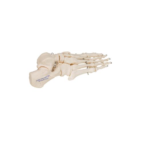 Fußskelett Model, auf Draht gezogen - 3B Smart Anatomy, 1019355 [A30], Fuß- und Beinskelett Modelle