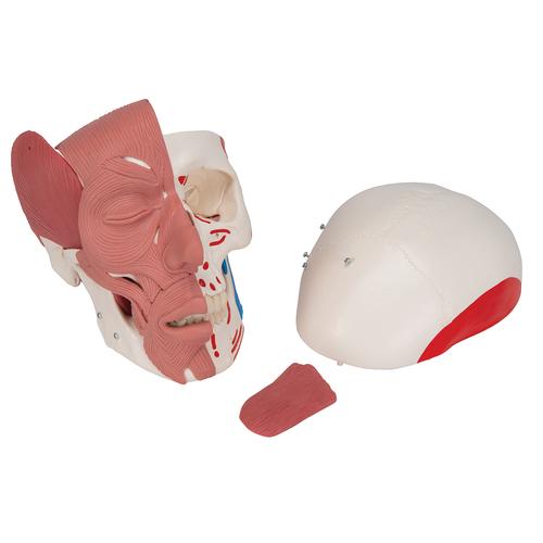 Schädel Modell mit Gesichtsmuskulatur - 3B Smart Anatomy, 1020181 [A300], Schädelmodelle