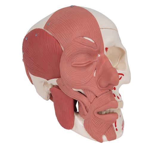 Schädel Modell mit Gesichtsmuskulatur - 3B Smart Anatomy, 1020181 [A300], Schädelmodelle