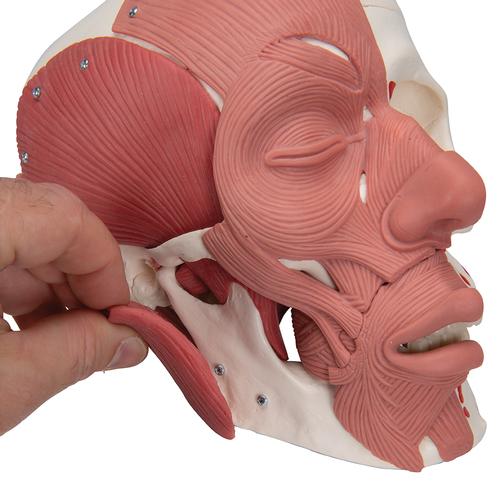 Schädel Modell mit Gesichtsmuskulatur - 3B Smart Anatomy, 1020181 [A300], Muskelmodelle