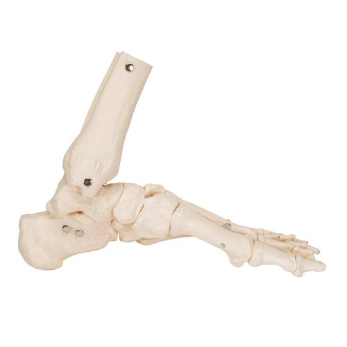 Fußskelett Modell mit Schienbein- und Wadenbeinstumpf, elastisch montiert - 3B Smart Anatomy, 1019358 [A31/1], Fuß- und Beinskelett Modelle