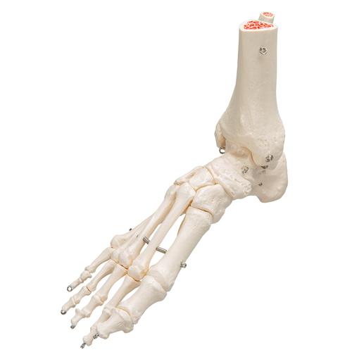 Fußskelett Modell mit Schienbein- und Wadenbeinstumpf, auf Draht gezogen - 3B Smart Anatomy, 1019357 [A31], Fuß- und Beinskelett Modelle