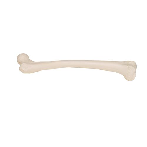 Oberschenkelknochen Modell - 3B Smart Anatomy, 1019360 [A35/1], Fuß- und Beinskelett Modelle
