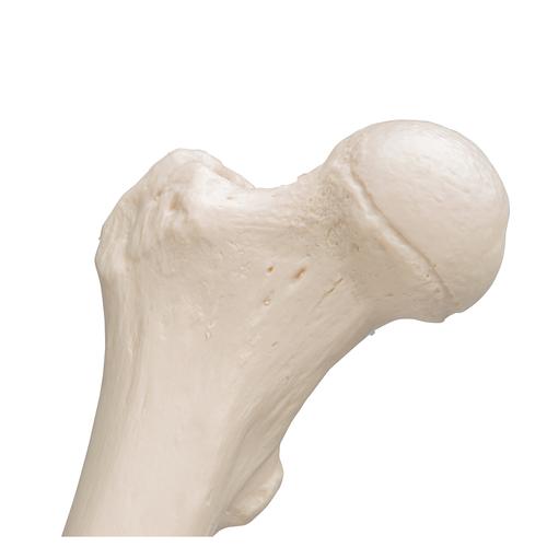Oberschenkelknochen Modell - 3B Smart Anatomy, 1019360 [A35/1], Fuß- und Beinskelett Modelle