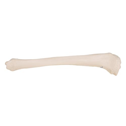 Schienbein Knochen Modell - 3B Smart Anatomy, 1019363 [A35/3], Fuß- und Beinskelett Modelle