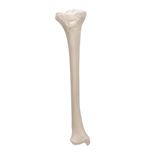Schienbein Knochen Modell - 3B Smart Anatomy, 1019363 [A35/3], Fuß- und Beinskelett Modelle