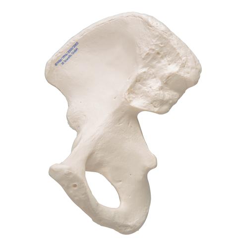 Hüftbein Knochen Modell - 3B Smart Anatomy, 1019365 [A35/5], Fuß- und Beinskelett Modelle