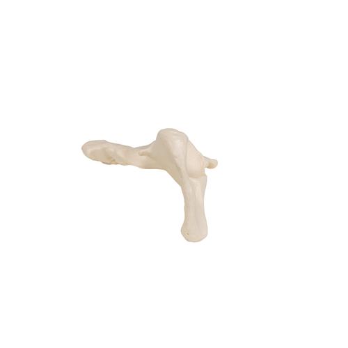 Hüftbein Knochen Modell - 3B Smart Anatomy, 1019365 [A35/5], Fuß- und Beinskelett Modelle
