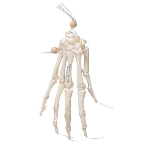 Handskelett Modell, lose auf Nylon gezogen - 3B Smart Anatomy, 1019368 [A40/2], Hand- und Armskelett Modelle