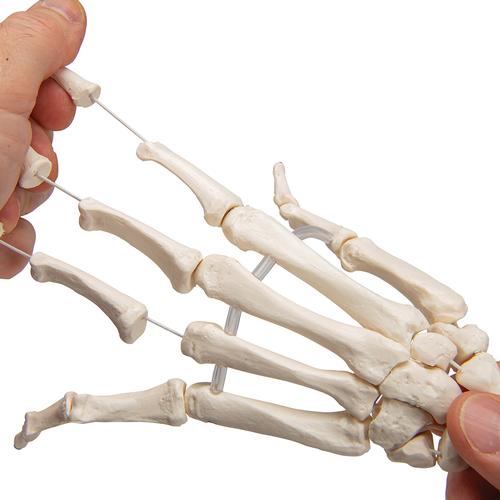 Handskelett Modell mit Unterarm, elastisch montiert - 3B Smart Anatomy, 1019369 [A40/3], Hand- und Armskelett Modelle