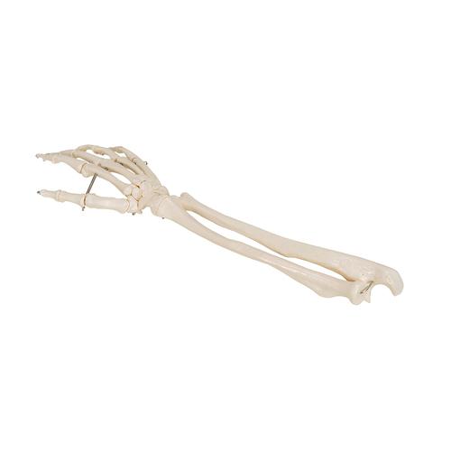 Handskelett Modell mit Unterarm, auf Draht gezogen - 3B Smart Anatomy, 1019370 [A41], Hand- und Armskelett Modelle