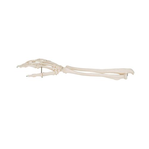 Handskelett Modell mit Unterarm, auf Draht gezogen - 3B Smart Anatomy, 1019370 [A41], Hand- und Armskelett Modelle
