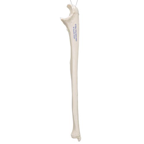 Ellenknochen Modell - 3B Smart Anatomy, 1019373 [A45/2], Hand- und Armskelett Modelle