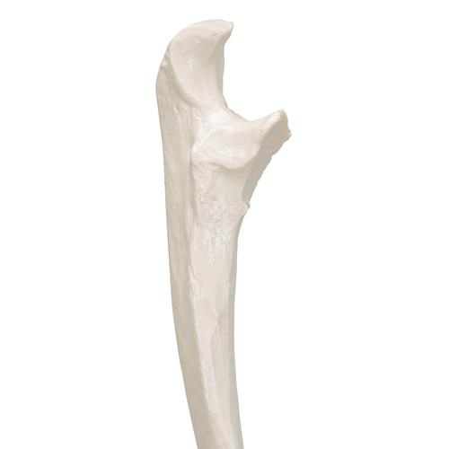 Ellenknochen Modell - 3B Smart Anatomy, 1019373 [A45/2], Hand- und Armskelett Modelle
