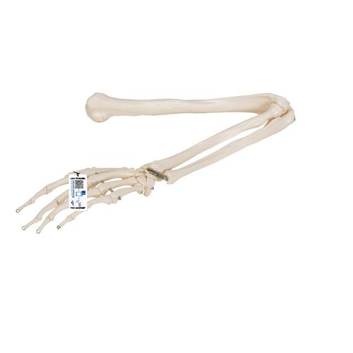 Armskelett Modell mit flexiblem Ellbogengelenk - 3B Smart Anatomy, 1019371 [A45], Hand- und Armskelett Modelle