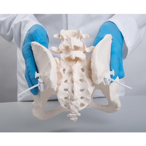 Flexibles Beckenknochen Modell "Bungee", weiblich - 3B Smart Anatomy, 1019864 [A61/1], Genital- und Beckenmodelle