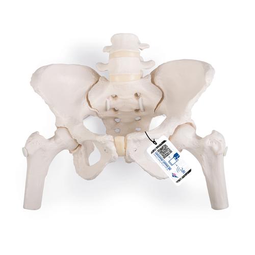 Flexibles Beckenknochen Modell "Bungee", weiblich mit Oberschenkelstümpfen - 3B Smart Anatomy, 1019865 [A62/1], Genital- und Beckenmodelle
