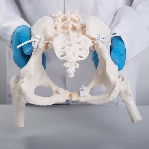 Flexibles Beckenknochen Modell "Bungee", weiblich mit Oberschenkelstümpfen - 3B Smart Anatomy, 1019865 [A62/1], Genital- und Beckenmodelle