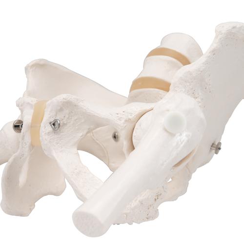 Becken-Skelett Modell, weiblich, mit Oberschenkelstümpfen - 3B Smart Anatomy, 1000135 [A62], Genital- und Beckenmodelle