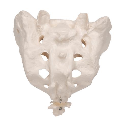 Kreuzbein Modell mit Steißbein - 3B Smart Anatomy, 1000139 [A70/6], Einzelne Knochenmodelle