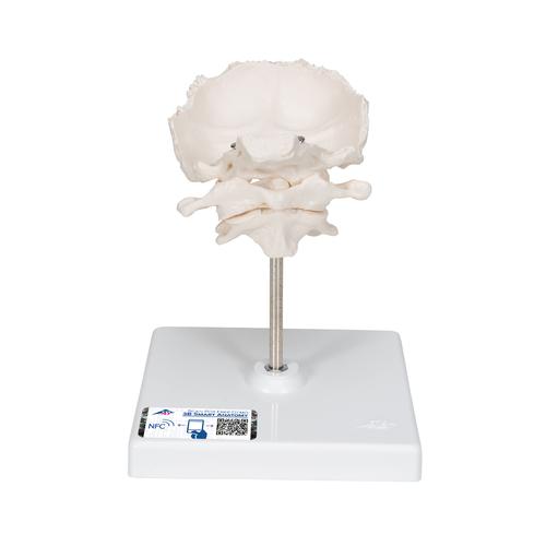 Atlas und Axis Modell, mit Hinterhauptschuppe, auf Stativ - 3B Smart Anatomy, 1000142 [A71/5], Einzelne Knochenmodelle