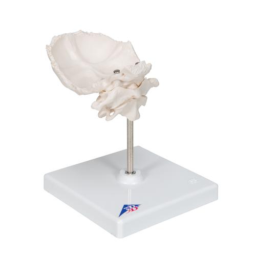 Atlas und Axis Modell, mit Hinterhauptschuppe, auf Stativ - 3B Smart Anatomy, 1000142 [A71/5], Einzelne Knochenmodelle