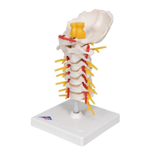 Halswirbelsäulenmodell, beweglich, auf Stativ - 3B Smart Anatomy, 1000144 [A72], Wirbelmodelle
