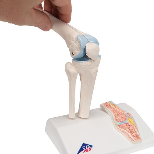 Mini Anatomie Modell Kniegelenk, mit Querschnitt - 3B Smart Anatomy, 1000170 [A85/1], Gelenkmodelle