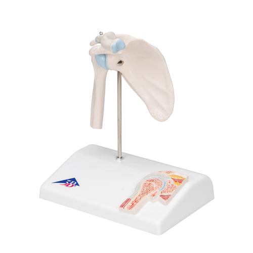 Mini Anatomie Modell Schultergelenk, mit Querschnitt - 3B Smart Anatomy, 1000172 [A86/1], Gelenkmodelle