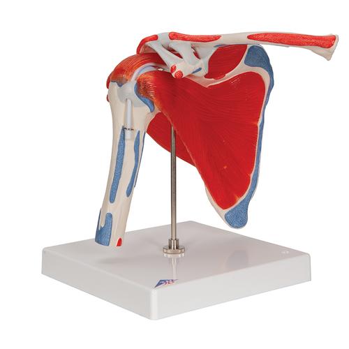 Schultergelenkmodell mit Rotatorenmanschette (4 abnehmbare Muskeln), 5 - teilig - 3B Smart Anatomy, 1000176 [A880], Muskelmodelle