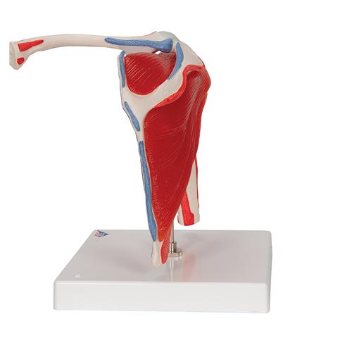 Schultergelenkmodell mit Rotatorenmanschette (4 abnehmbare Muskeln), 5 - teilig - 3B Smart Anatomy, 1000176 [A880], Gelenkmodelle