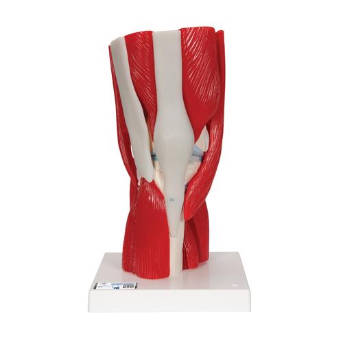 Kniegelenkmodell mit abnehmbaren Muskeln, 12-teilig - 3B Smart Anatomy, 1000178 [A882], Muskelmodelle