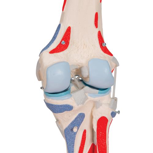 Kniegelenkmodell mit abnehmbaren Muskeln, 12-teilig - 3B Smart Anatomy, 1000178 [A882], Muskelmodelle