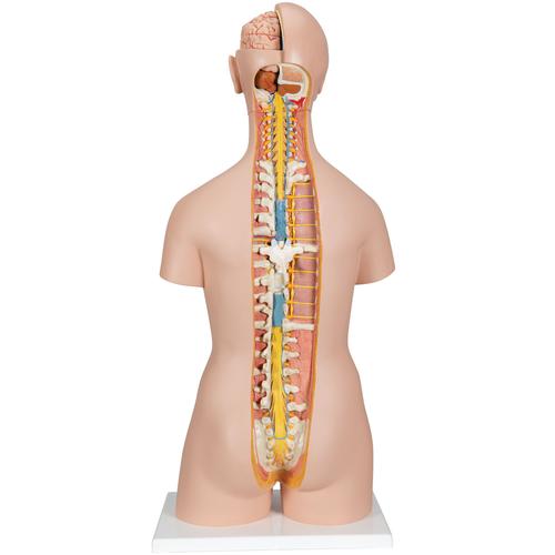 Klassik Torso Modell, geschlechtslos mit geöffnetem Rücken, 21-teilig - 3B Smart Anatomy, 1000192 [B17], Torsomodelle
