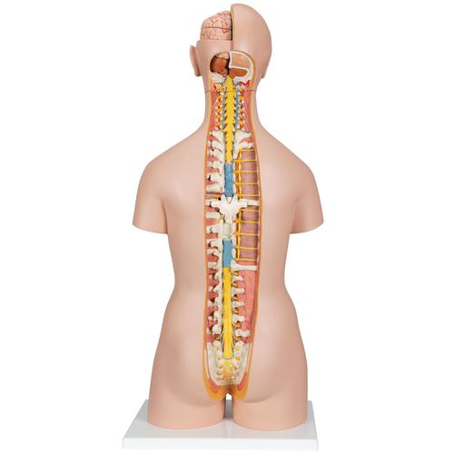 Klassik Torso Modell, geschlechtslos mit geöffnetem Rücken, 18-teilig - 3B Smart Anatomy, 1000193 [B19], Torsomodelle