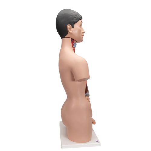 Japanisches Torso Modell, mit weiblichen & männlichen Geschlechtsorganen, 18-teilig - 3B Smart Anatomy, 1000199 [B32/4], Torsomodelle
