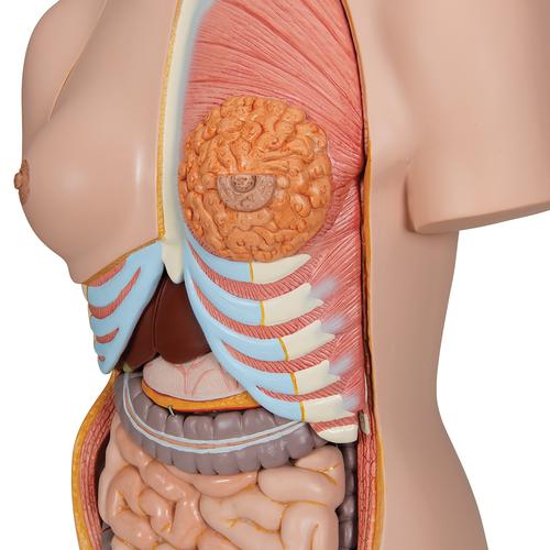 Luxus-Torso Modell, mit weiblichen & männlichen Geschlechtsorganen und mit geöffnetem Rücken, 28-teilig - 3B Smart Anatomy, 1000200 [B35], Torsomodelle