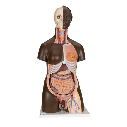 Torso Model, mit weiblichen & männlichen Geschlechtsorganen, 24-teilig - dunkle Hautfarbe - 3B Smart Anatomy, 1000202 [B37], Torsomodelle
