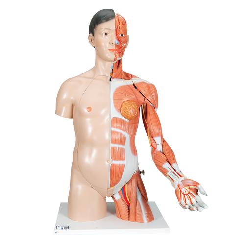 Asiatisches Luxus Torso Modell, mit weiblichen & männlichen Geschlechtsorganen und mit Muskelarm, 33-teilig - 3B Smart Anatomy, 1000204 [B41], Torsomodelle