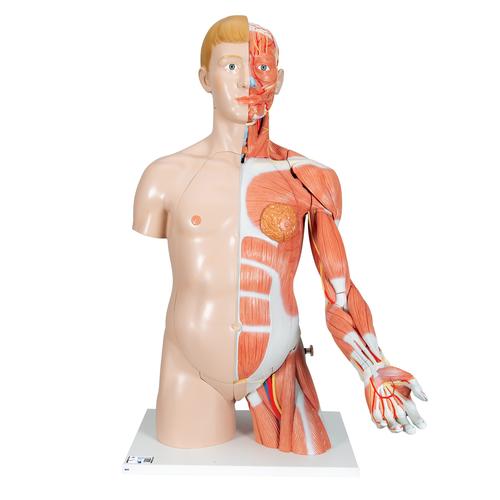 Luxus Torso Modell, mit weiblichen & männlichen Geschlechtsorganen und mit Muskelarm, 33-teilig - 3B Smart Anatomy, 1000205 [B42], Torsomodelle