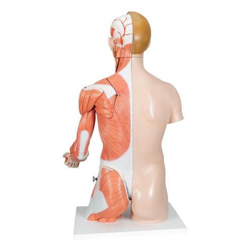 Luxus Torso Modell, mit weiblichen & männlichen Geschlechtsorganen und mit Muskelarm, 33-teilig - 3B Smart Anatomy, 1000205 [B42], Torsomodelle
