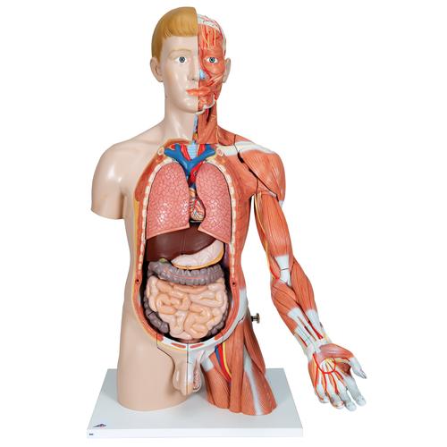 Luxus Torso Modell, mit weiblichen & männlichen Geschlechtsorganen und mit Muskelarm, 33-teilig - 3B Smart Anatomy, 1000205 [B42], Torsomodelle