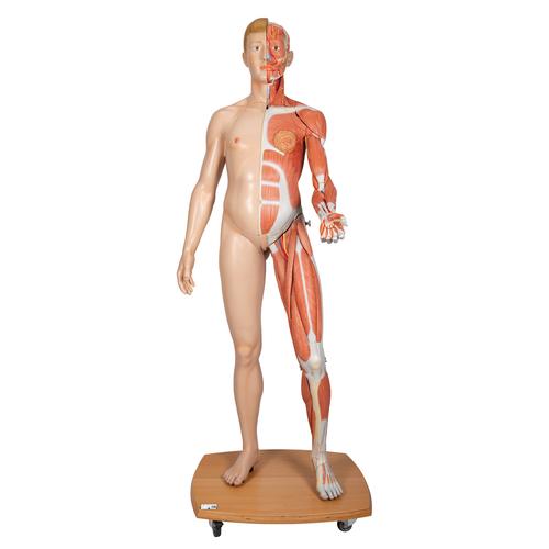 Lebensgroße, europäische Muskelfigur, mit weiblichen & männlichen Geschlechtsorganen, 39-teilig - 3B Smart Anatomy, 1000209 [B53], Muskelmodelle